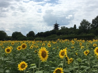 533D503B-CB8D-459B-AD47-A9E68FC534B1.jpeg